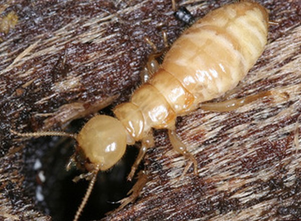 termite charpente salon de provence charpentier